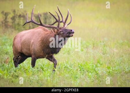 Bull Elk Herding le sue mucche Foto Stock