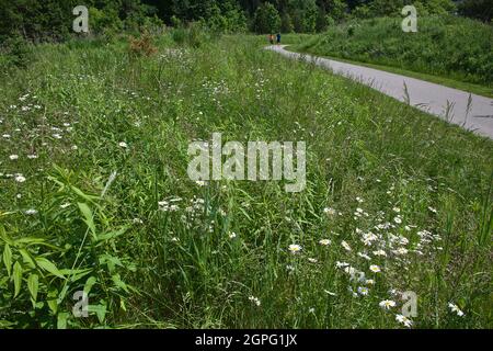 Stile di vita sano - camminando nel parco pubblico con fiori selvatici in primo piano. Foto Stock