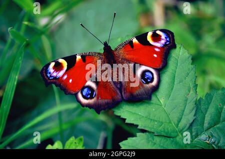 Farfalla di pavone (Aglais io) appoggiata su una foglia che mostra il suo motivo alare superiore e i suoi colori Foto Stock