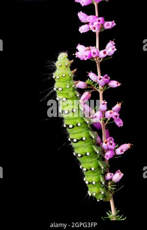 Un esempio del bruco della falce dell'imperatore, Saturnia pavona, fotografato in uno studio su erica su sfondo nero. Dorset Inghilterra GB Foto Stock