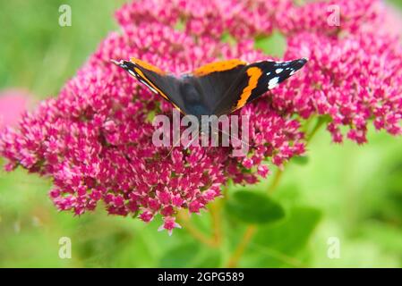 Ammiraglio Rosso colorato (Vanessa atalanta) farfalla seduta su un fiore Foto Stock