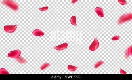 Caduta di petali rosa. Volando foglie di rosa su sfondo trasparente. Illustrazione vettoriale floreale realistica Illustrazione Vettoriale
