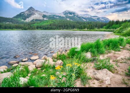 Fiori lungo la costa di Lost Lake nella Gunnison National Forest del Colorado Foto Stock