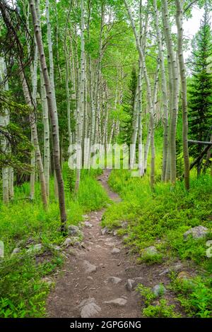 Sentiero escursionistico attraverso una lussureggiante foresta di aspen nelle montagne del Colorado Foto Stock