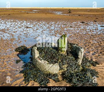 Resti di difesa guerra anti glider pole linea sulla spiaggia, Hedderwick Sands, John Muir Country Park, Dunbar, East Lothian, Scozia, Regno Unito Foto Stock