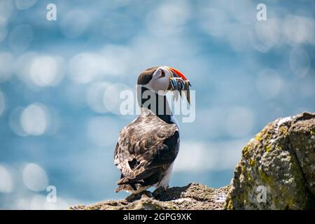 Primo piano del singolo puffin Atlantico, Fratercola arctica, con le anguille di sabbia in becco, riserva naturale dell'isola di maggio Seabird, Scozia, Regno Unito Foto Stock