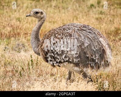 Darwin nandù, o minore rhea, Rhea pennata, Parco Nazionale Torres del Paine, Patagonia, Cile, Sud America Foto Stock