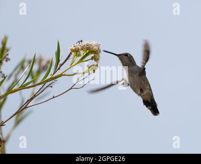 Una femmina di Allen Hummingbird (sasin di Selasforus) si aggira vicino ad un ramo di albero fiorito a Los Angeles, California, USA Foto Stock