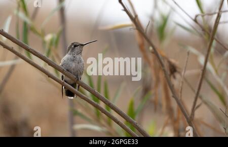 Una femmina di Allen Hummingbird (sasin di Selasforus) si trova in una filiale a Los Angeles, California USA Foto Stock