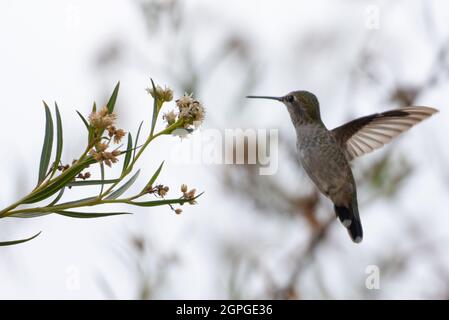 Una femmina di Allen Hummingbird (sasin di Selasforus) si aggira vicino ad un ramo di albero fiorito a Los Angeles, California, USA Foto Stock