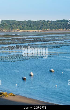 Francia, Cotes d'Armor, Saint-Cast-le-Guildo, allevamento di mussel nella baia di la Fresnaye lungo il sentiero GR 34 o sentiero doganale Foto Stock