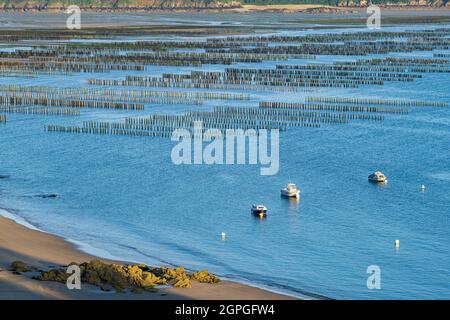 Francia, Cotes d'Armor, Saint-Cast-le-Guildo, allevamento di mussel nella baia di la Fresnaye lungo il sentiero GR 34 o sentiero doganale Foto Stock