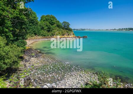 Francia, Cotes d'Armor, Saint-Cast-le-Guildo, baia di Arguenon lungo il GR 34 sentiero escursionistico o doganale Foto Stock