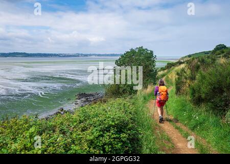 Francia, Cotes d'Armor, Hillion, Riserva Naturale della Baia di Saint-Brieuc, escursione lungo il sentiero GR 34 o sentiero doganale Foto Stock