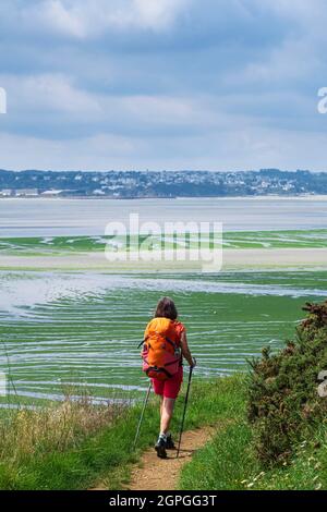 Francia, Cotes d'Armor, Hillion, Riserva Naturale della Baia di Saint-Brieuc, escursione lungo il sentiero GR 34 o sentiero doganale Foto Stock