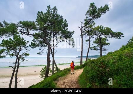 Francia, Cotes d'Armor, Hillion, Riserva Naturale della Baia di Saint-Brieuc, escursione lungo il sentiero GR 34 o sentiero doganale, la Grandville spiaggia coperta con alghe verdi sotto Foto Stock