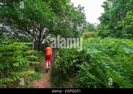 Francia, Cotes d'Armor, Hillion, escursione lungo il sentiero GR 34 o sentiero doganale Foto Stock