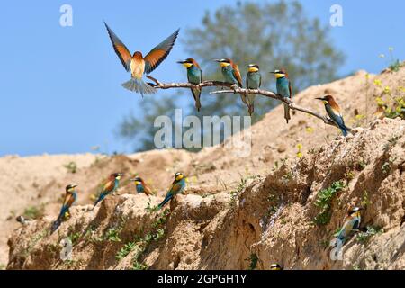 Francia, Doubs, Osselle, fauna, animali selvatici, Uccello, Coraciiforme, apicolor europeo (apicastro Merops), riproduzione, cava di sabbia Foto Stock