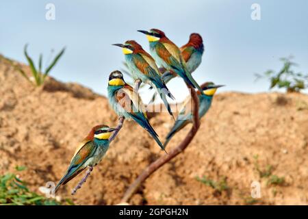 Francia, Doubs, Osselle, fauna, animali selvatici, Bird, Coraciiforme, apicolor europeo (Apiaster Merops), riproduzione, cava di sabbia, Foto Stock