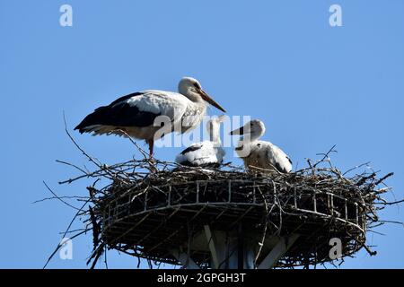 Francia, Doubs (25), Allenjoie, faune, oiseaux, Salse animali, Oiseau, Echassier, Cigogne blanche (Ciconia ciconia), Foto Stock