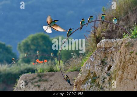 Francia, Doubs, Osselle, fauna, animali selvatici, Uccello, Coraciiforme, apicolor europeo (apicastro Merops), riproduzione, cava di sabbia Foto Stock