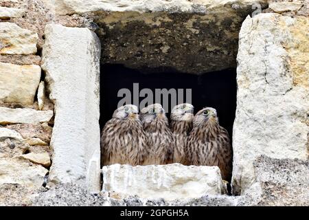 Francia, Doubs, fauna, uccelli, animali selvatici, rapitore diurno, falco, annidato installato nel lucernario di una fattoria, pulcini Foto Stock