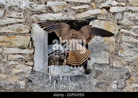 Francia, Doubs, fauna, uccelli, animali selvatici, rapitore diurno, falco, accoccolato installato nel dormitorio di una fattoria, pulcini, adulta portare preda Foto Stock