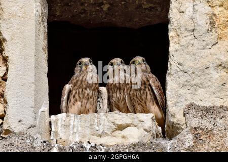 Francia, Doubs, fauna, uccelli, animali selvatici, rapitore diurno, falco, annidato installato nel lucernario di una fattoria, pulcini Foto Stock