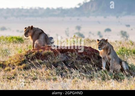 Africa, Kenya, Parco Nazionale di Tsavo Ovest, due giovani leoni maschi che si stendono (Panthera leo) Foto Stock