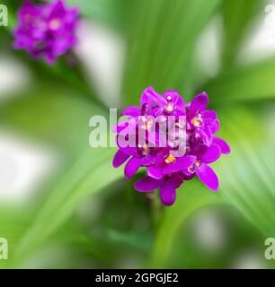 orchidee viola, primo piano di vista dei fiori su uno sfondo naturale, girato in profondità di campo poco profonda Foto Stock