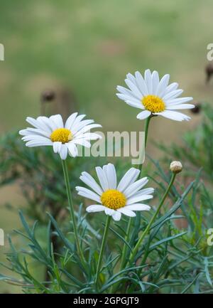 daisy di budello bianco, anche chiamato daisy del cane, fiori di marguerite, fiori selvatici su sfondo naturale Foto Stock