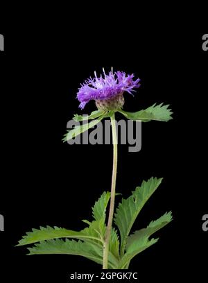 comune mazzetto o mazzetto nero, fiore rosa e viola con foglie isolate su sfondo nero Foto Stock