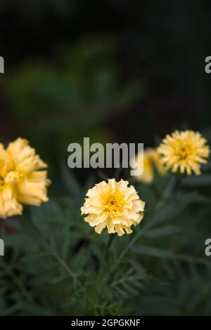 marigolds, fiori di colore giallo chiaro su sfondo naturale, presi in profondità di campo poco profonda Foto Stock