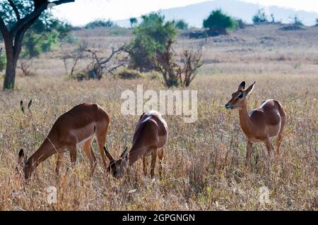 Kenya, Taita Hills Wildlife Sanctuary, Female impala (Aepyceros melampus) Foto Stock