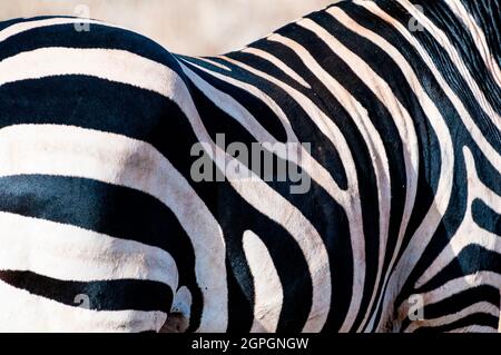 Kenya, Taita Hills Wildlife Sanctuary, One Plains zebra (Equus quagga) Foto Stock