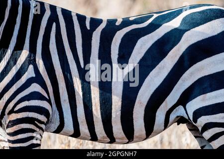 Kenya, Taita Hills Wildlife Sanctuary, One Plains zebra (Equus quagga) Foto Stock