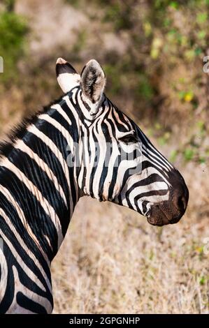 Kenya, Taita Hills Wildlife Sanctuary, One Plains zebra (Equus quagga) Foto Stock