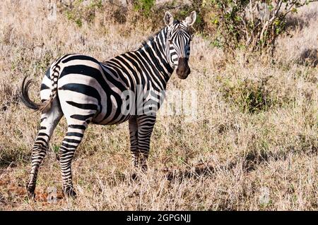 Kenya, Taita Hills Wildlife Sanctuary, One Plains zebra (Equus quagga) Foto Stock