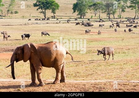 Kenya, Taita Hills Wildlife Sanctuary, Elephant (Loxodonta africana), mandria di bufali (Syncerus caffer) Foto Stock