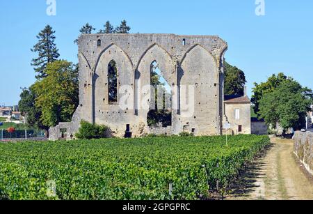 Francia, Gironde, Saint Emilion, patrimonio mondiale dell'UNESCO, resti dell'ex chiesa del monastero domenicano e il vigneto Foto Stock