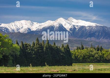 Francia, Pirinei-Orientales, Thuir, la vetta innevata del Canigou Foto Stock