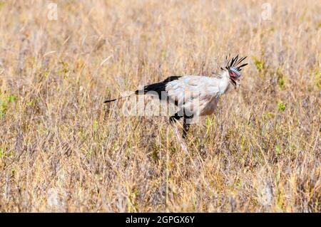Kenya, Parco Nazionale Tsavo Est, Secretarybird o Secretarius Bird (Sagittarius serpentarius) Foto Stock