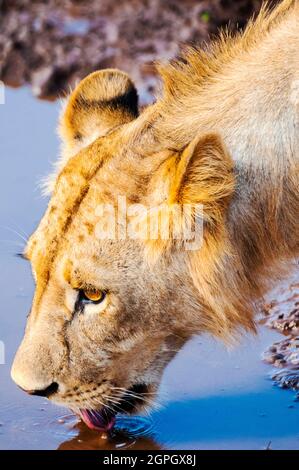 Kenya, Tsavo East National Park, un giovane leone maschile (Panthera leo) che beve in una pozza Foto Stock