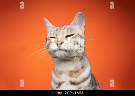 ritratto divertente di un gatto bengala che guarda la macchina fotografica sbattendo sospetto su sfondo arancione con spazio copia Foto Stock