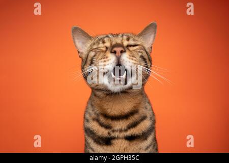 divertente ritratto di gatto bengala con bocca aperta cantando o piangendo su sfondo arancione Foto Stock