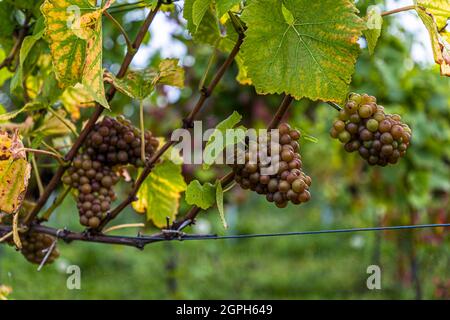 Cantina di Stokkebeye, Nyborg, Danimarca Foto Stock