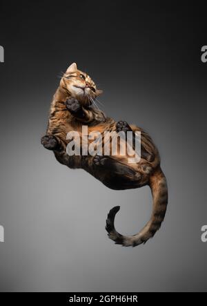 vista dal basso di un gatto bengala marrone macchiato su un tavolo di vetro Foto Stock