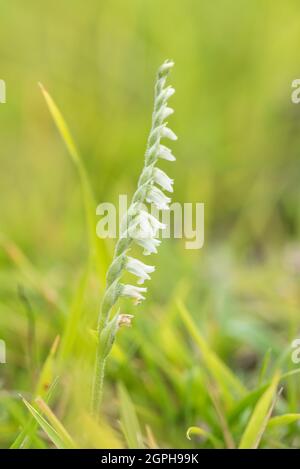 Orchid - Abiti autunnali (Spiranthes spiralis) Foto Stock