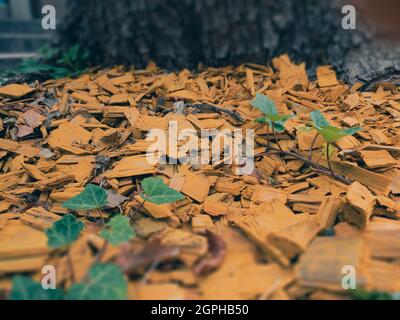 Pacciame giallo su un letto di fiori vicino ad un albero close-up. Angolo basso, messa a fuoco selettiva. Pacciamatura decorativa di aiuole di fiori e parchi paesaggistici. Foto Stock