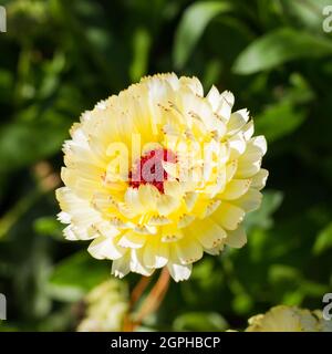 Calendula officinalis "Principessa di Stow", Pot Marigold Foto Stock